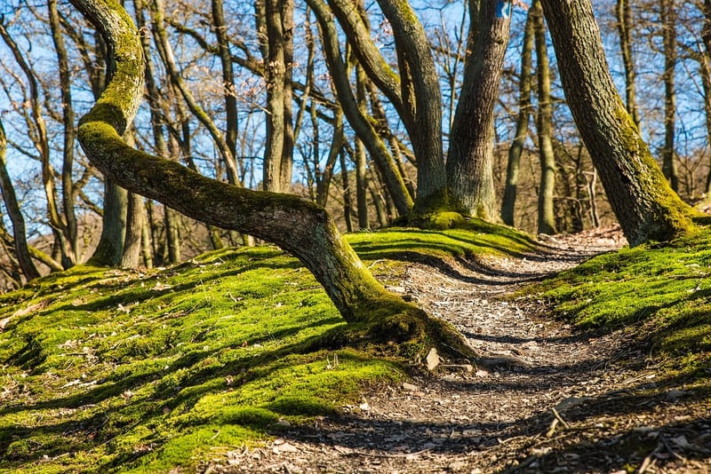 Nature Trail